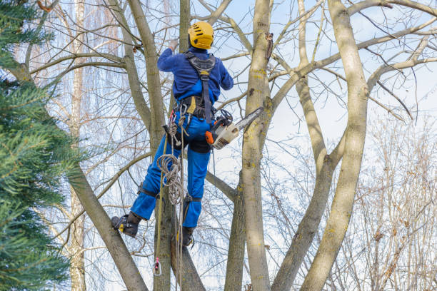 Best Hedge Trimming  in Hamlet, NC