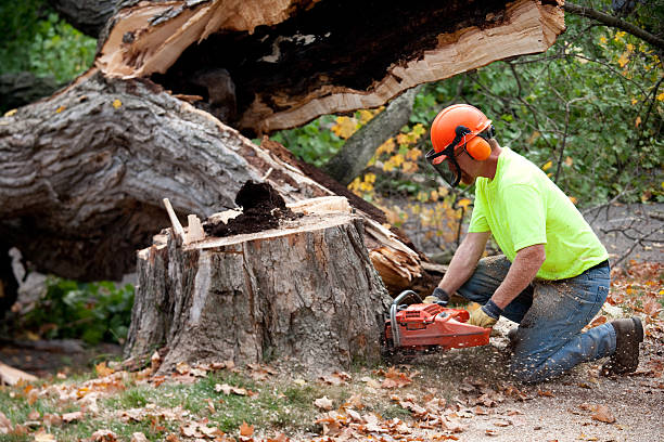 Best Arborist Consultation Services  in Hamlet, NC