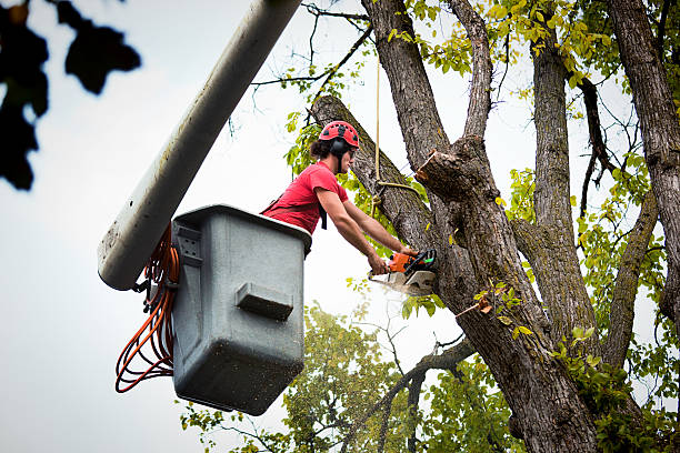 How Our Tree Care Process Works  in  Hamlet, NC