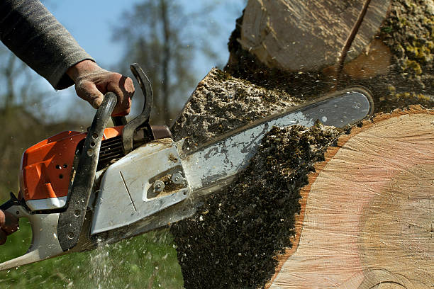 Best Tree Risk Assessment  in Hamlet, NC